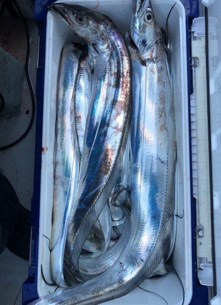 フィッシング　キッタカ 釣果