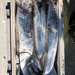 フィッシング　キッタカ 釣果