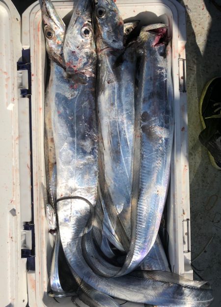 フィッシング　キッタカ 釣果