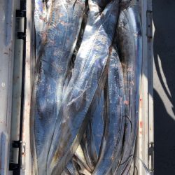 フィッシング　キッタカ 釣果