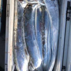 フィッシング　キッタカ 釣果