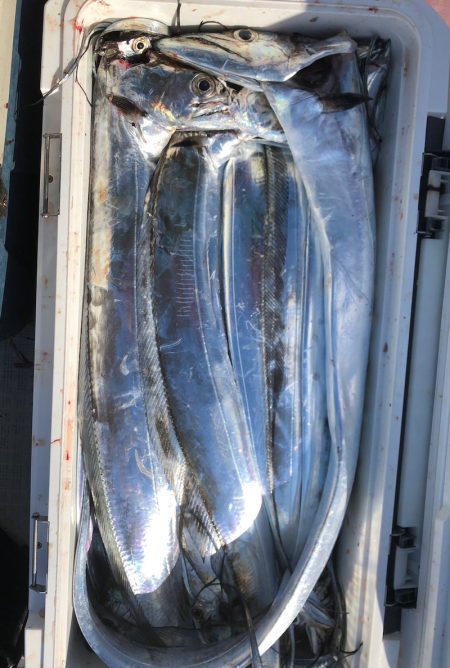 フィッシング　キッタカ 釣果