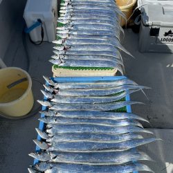 釣人家 釣果