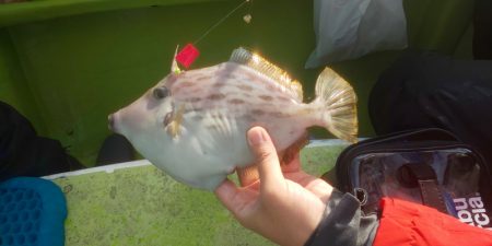 島きち丸 釣果