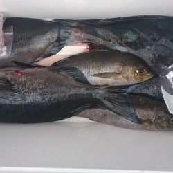 しば渡船 釣果