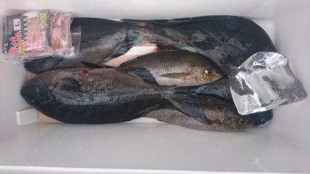 しば渡船 釣果