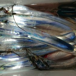 シースナイパー海龍 釣果