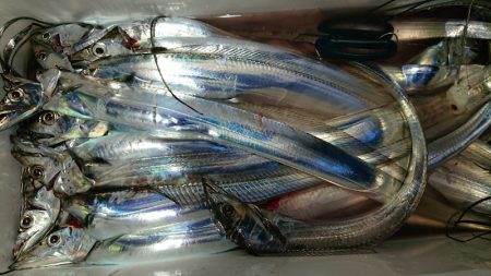 シースナイパー海龍 釣果