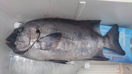 しば渡船 釣果