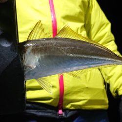 シースナイパー海龍 釣果