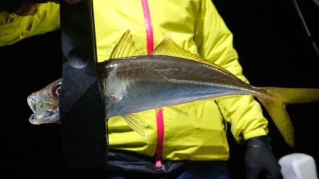 シースナイパー海龍 釣果