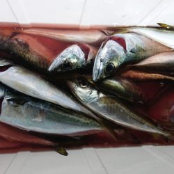 シースナイパー海龍 釣果