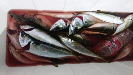 シースナイパー海龍 釣果