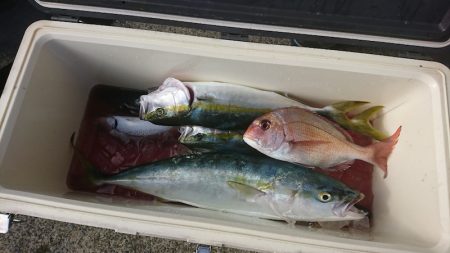 第三共栄丸 釣果