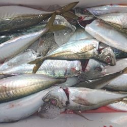 シースナイパー海龍 釣果