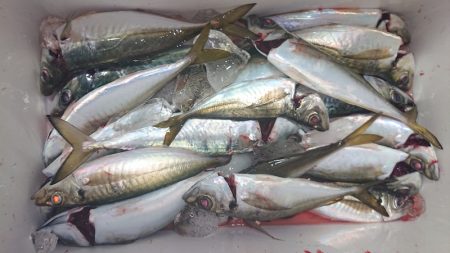 シースナイパー海龍 釣果