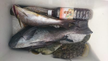 しば渡船 釣果