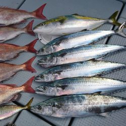 遊漁船 家入 釣果