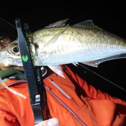 シースナイパー海龍 釣果