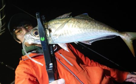 シースナイパー海龍 釣果