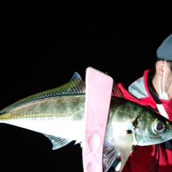 シースナイパー海龍 釣果