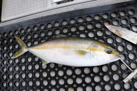 浜栄丸 釣果