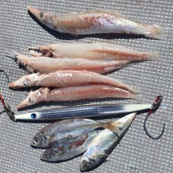 渡船屋たにぐち 釣果