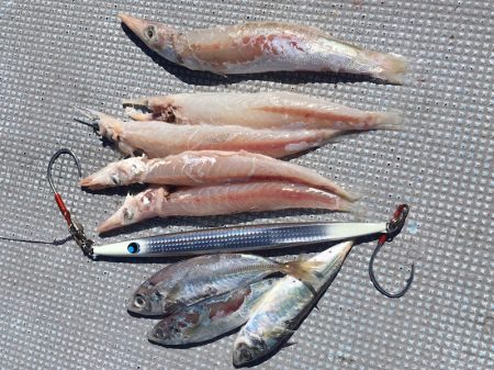 渡船屋たにぐち 釣果