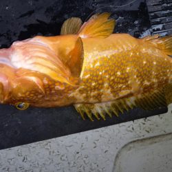 第二龍勢丸 釣果