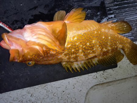 第二龍勢丸 釣果