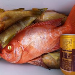 第二龍勢丸 釣果