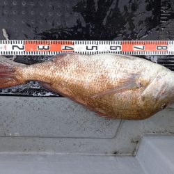 第二龍勢丸 釣果