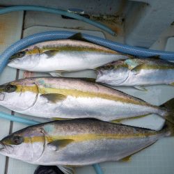 アマテラス 釣果