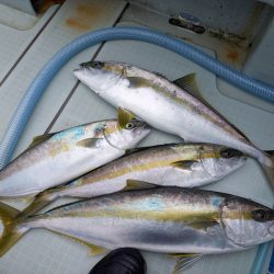 アマテラス 釣果