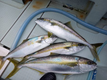 アマテラス 釣果