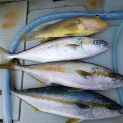 アマテラス 釣果