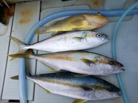 アマテラス 釣果