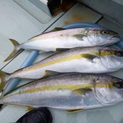 アマテラス 釣果