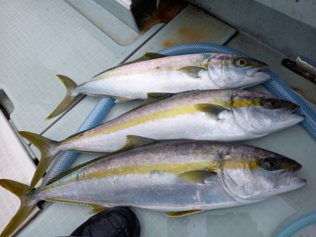 アマテラス 釣果