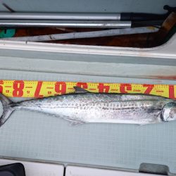 アマテラス 釣果