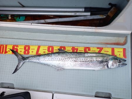 アマテラス 釣果