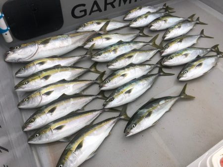 Chase(チェイス) 釣果