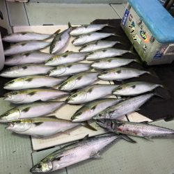 エムズジャーク(M’s JERK) 釣果