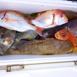 第二龍勢丸 釣果