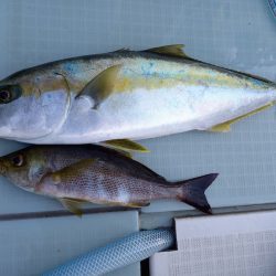 アマテラス 釣果