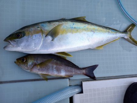 アマテラス 釣果