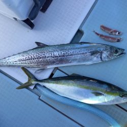 アマテラス 釣果