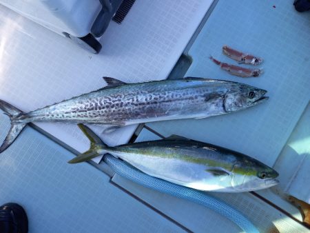 アマテラス 釣果