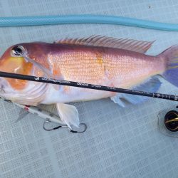 アマテラス 釣果