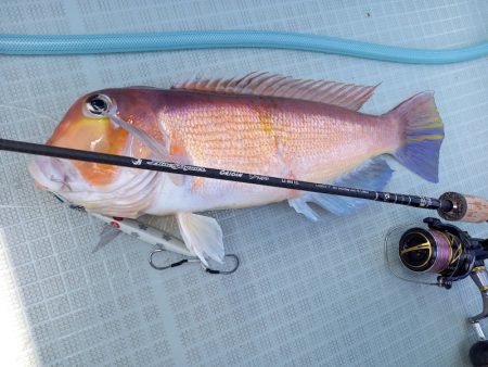 アマテラス 釣果